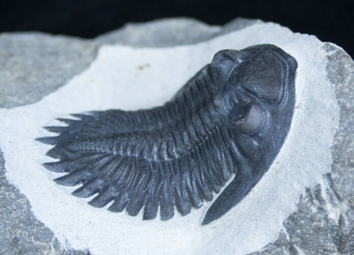 Fantasically Prepared Hollardops Trilobite (ON EBAY) #2962